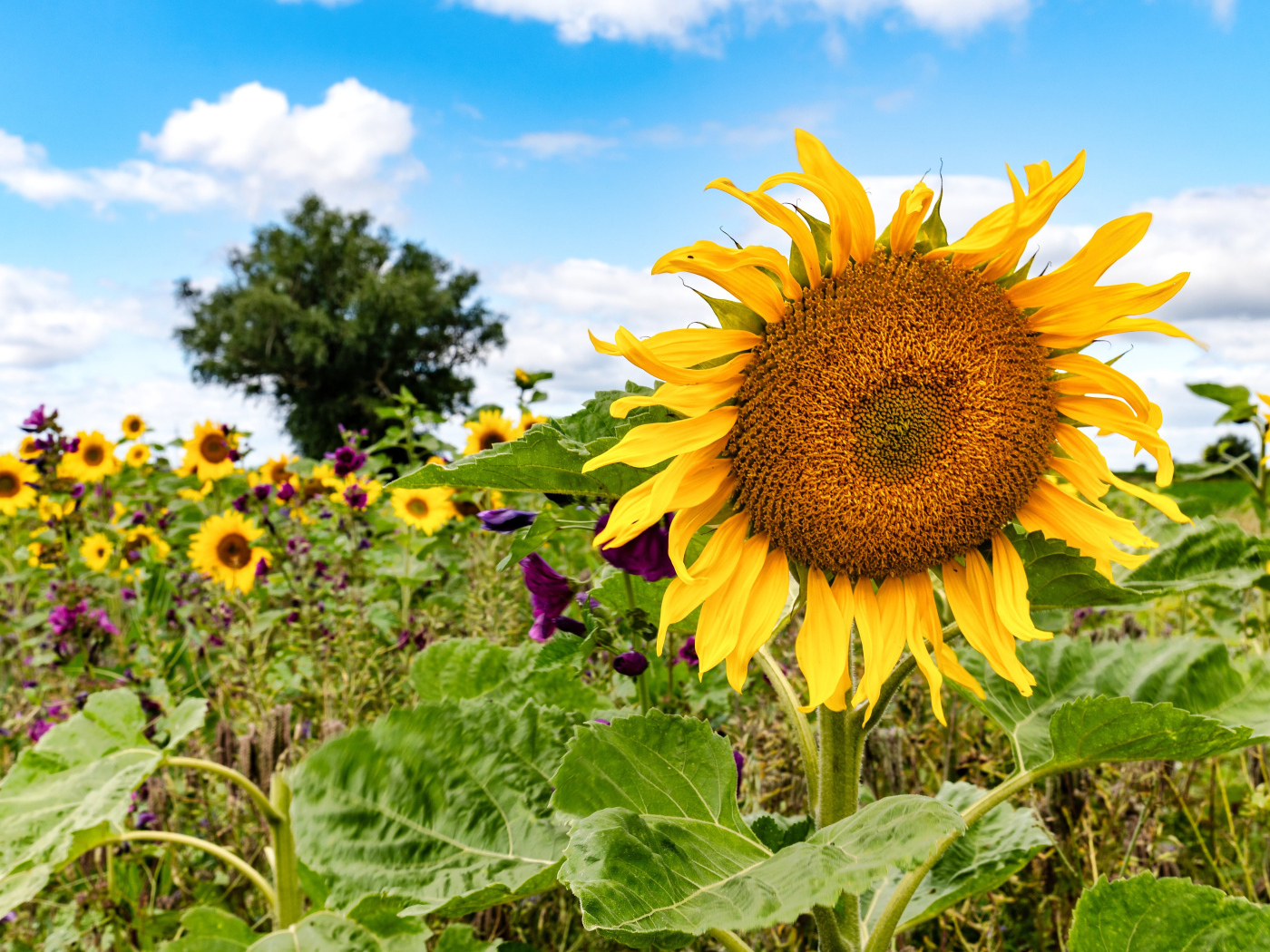 Красивое летнее поле с подсолнухами в лучах солнца