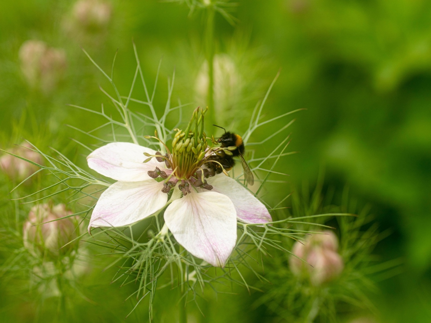 Красивый белый цветок с мелкими листьями