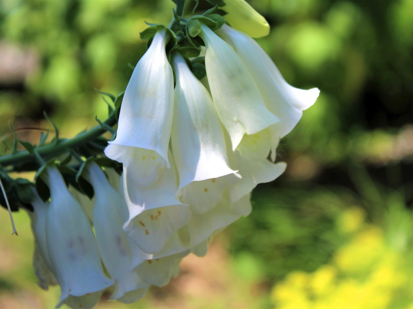 Ветка с белыми цветами колокольчика