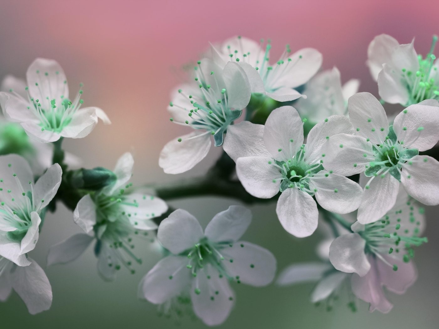 Цветы вишни с белыми лепестками на ветке дерева