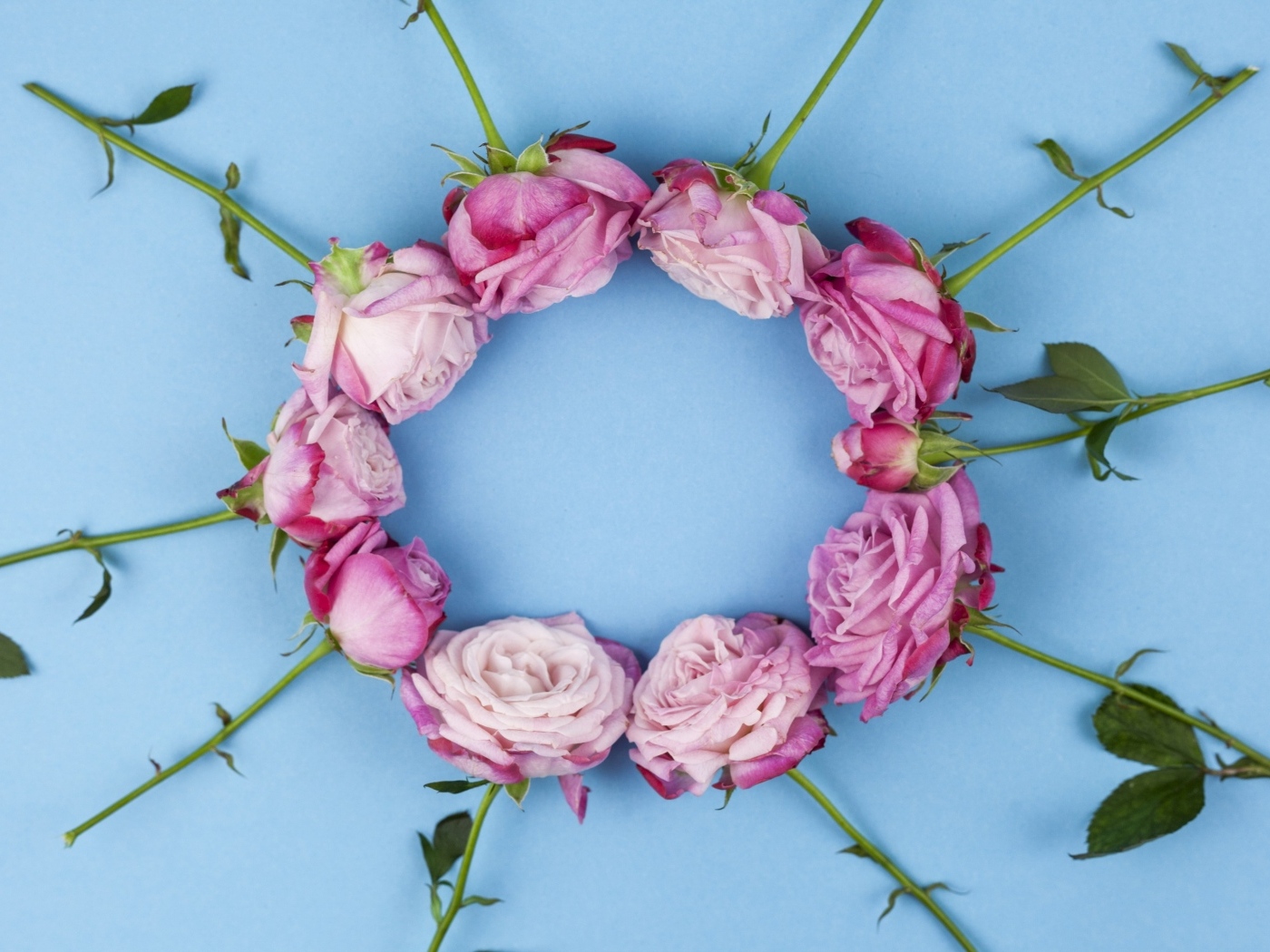 Круг из розовых роз на голубом фоне