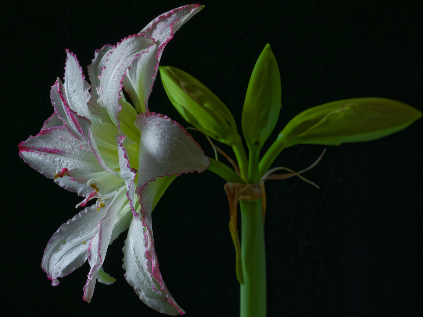 Нежный цветок амариллиса на черном фоне