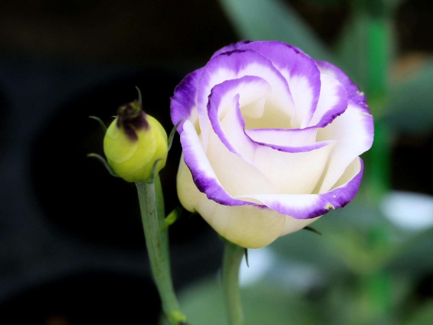 Нежный цветок эустомы с бутоном крупным планом