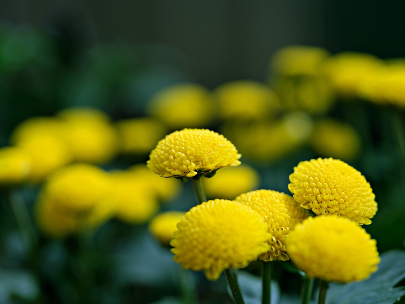 Нежные желтые хризантемы крупным планом