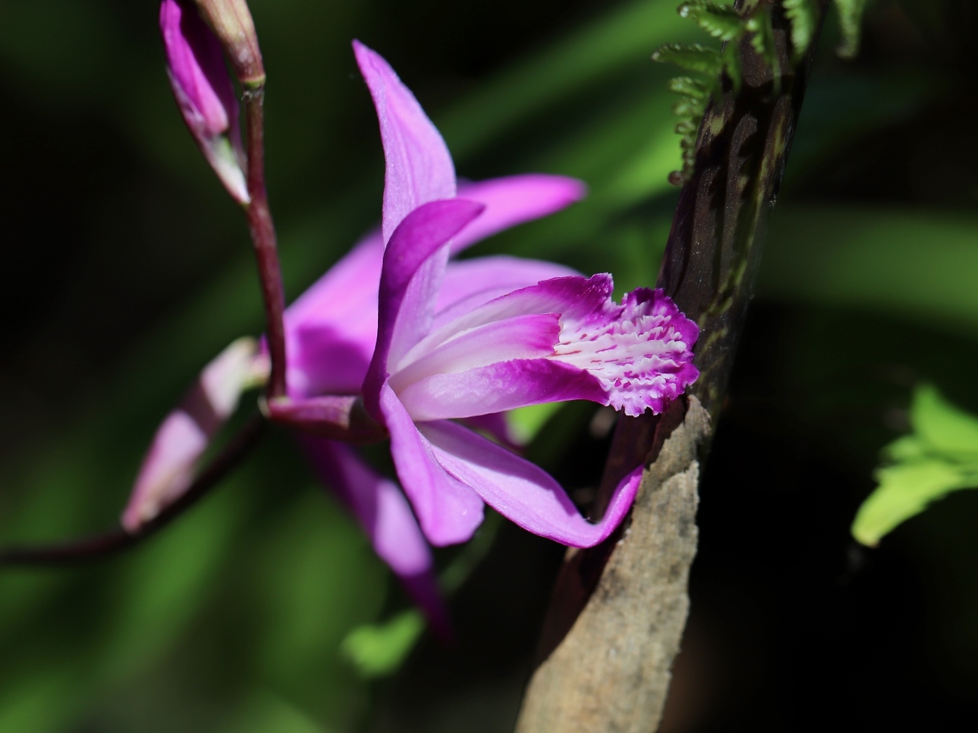 Цветок розовой нежной орхидеи