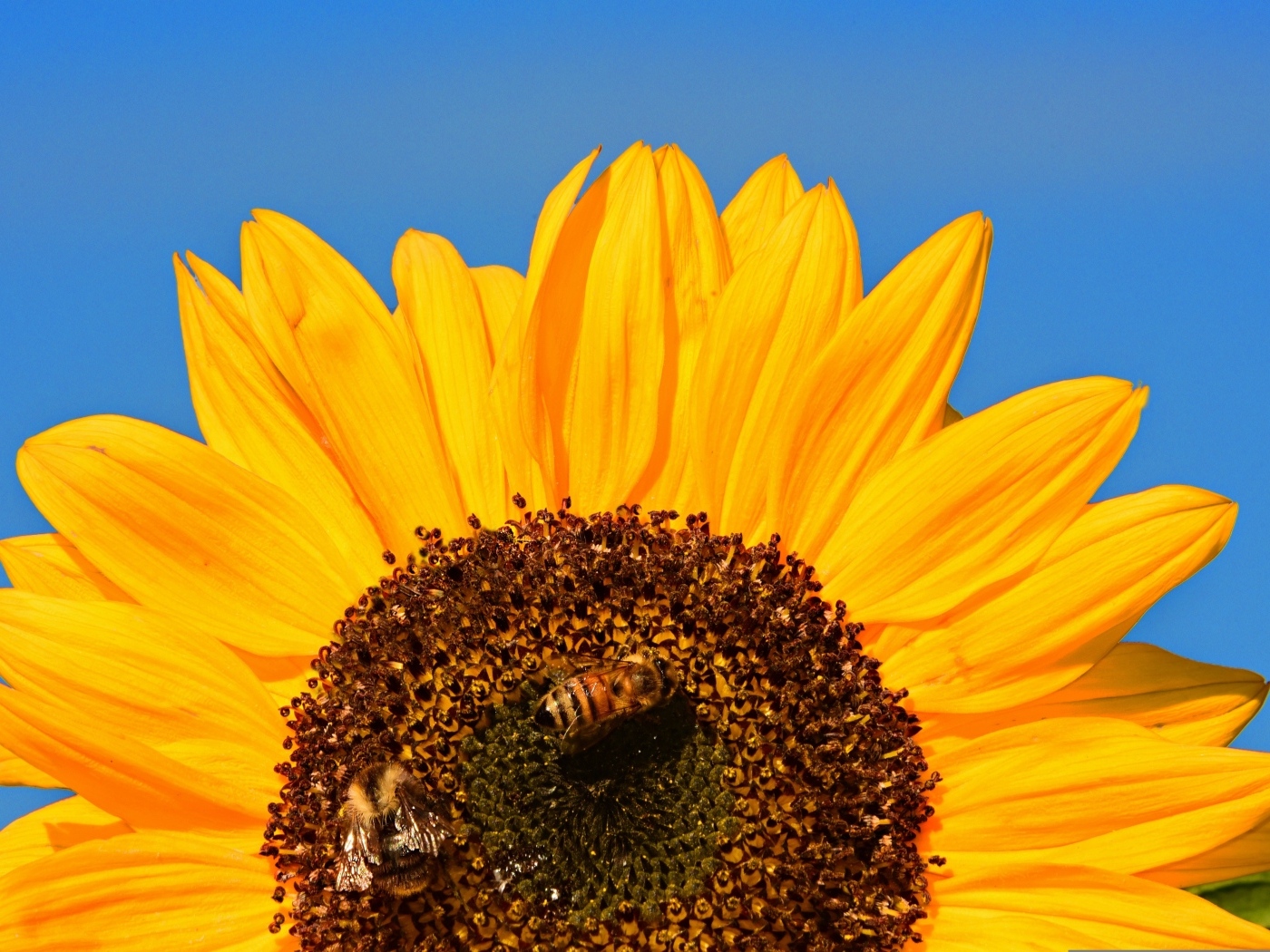 Половина цветка подсолнуха на голубом фоне