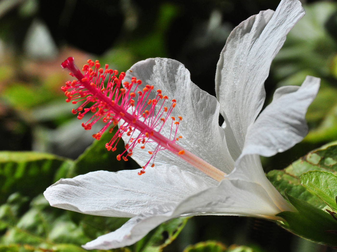 Крупный белый гибискус макросъемка