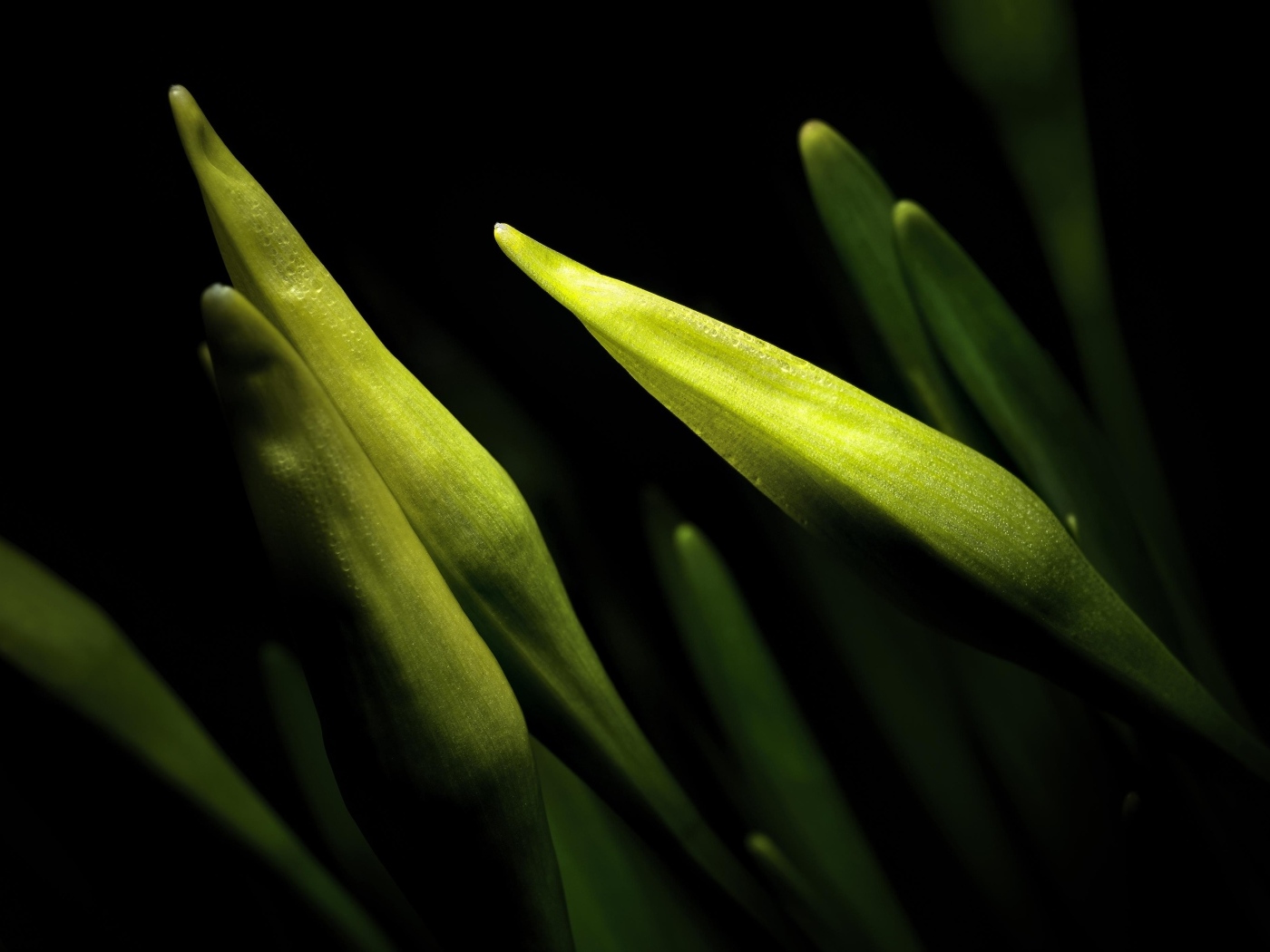 Бутоны нарциссов на черном фоне