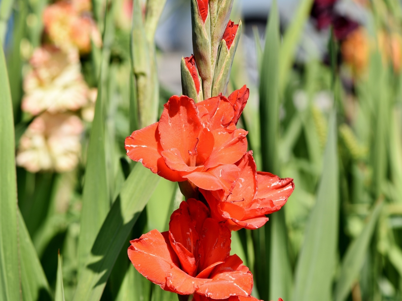Распускающиеся красные ароматные цветы гладиолуса