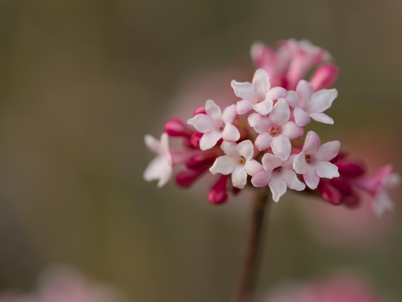 Розовые цветы калины Фаррера