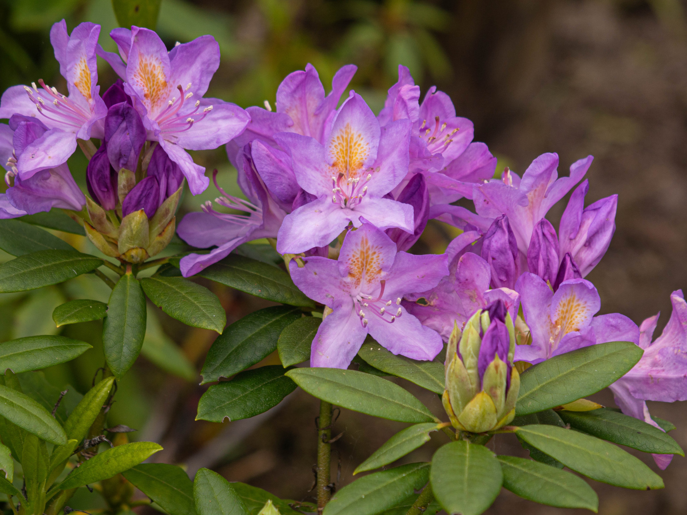 Розовые комнатные цветы рододендрон