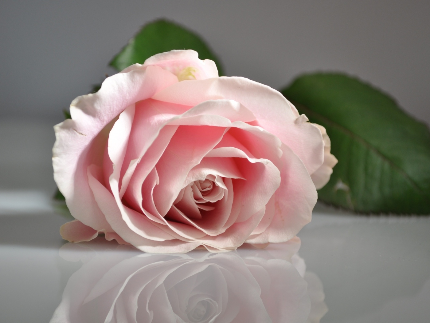 Розовая роза отражается в серой поверхности