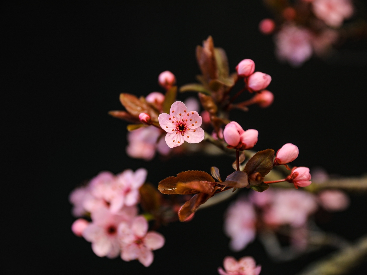 Розовые весенние цветы на ветках на черном фоне