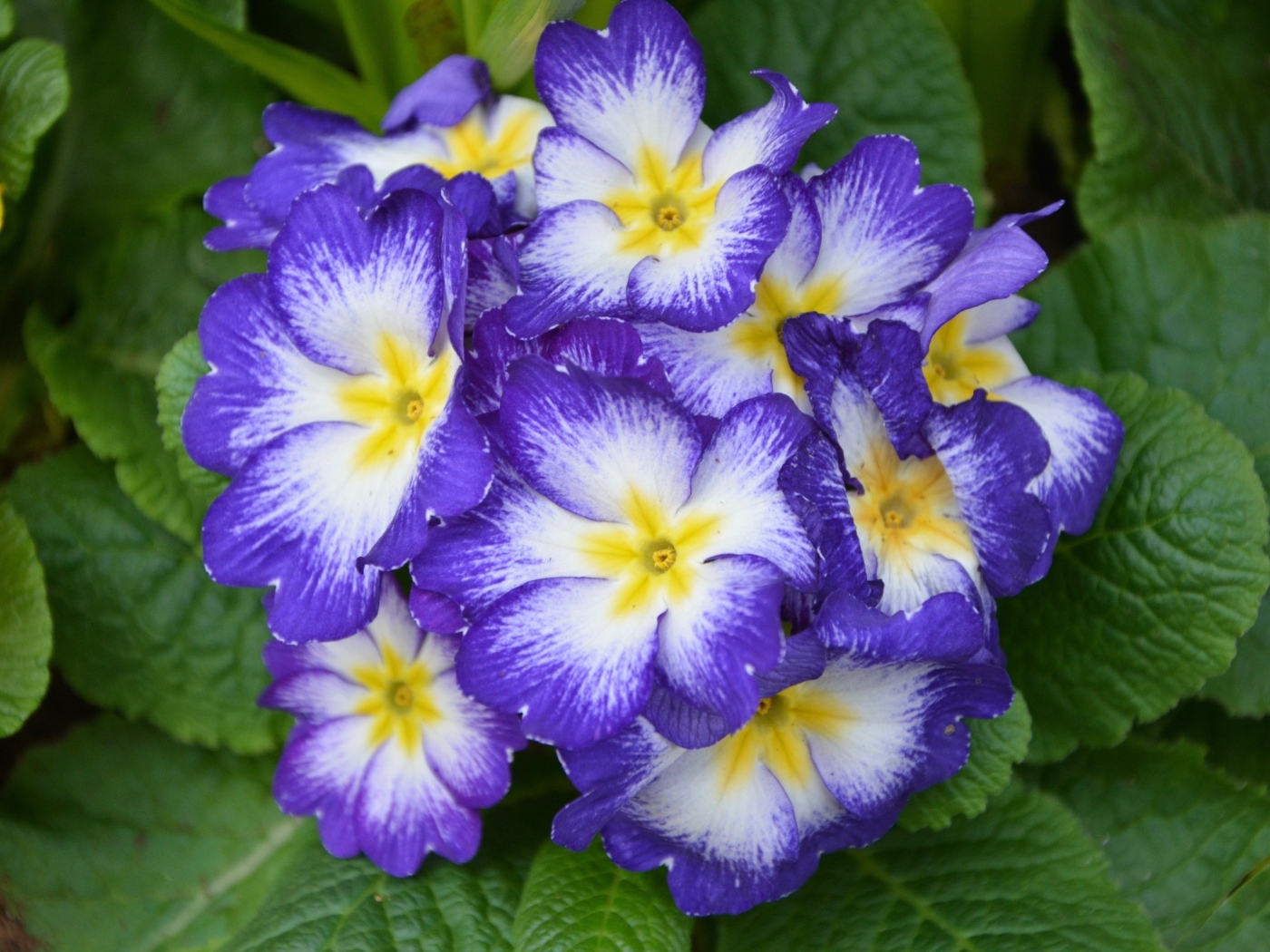 Фиолетовый комнатный цветок примула крупным планом