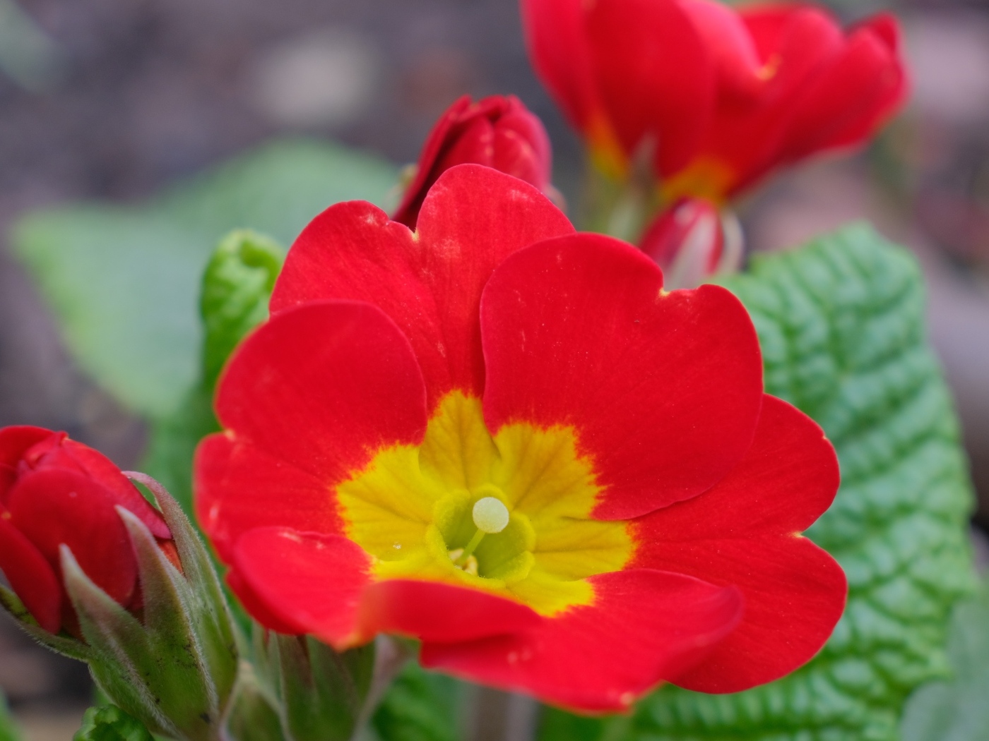 Красный комнатный цветок примула с бутонами