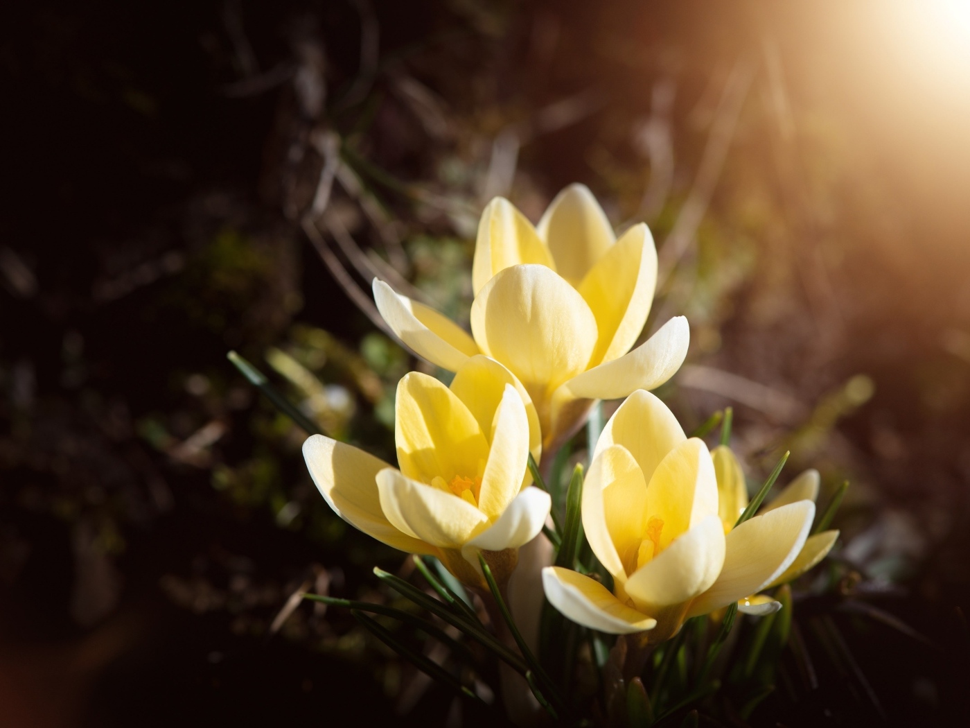 Маленькие милые весенние желтые цветы крокуса