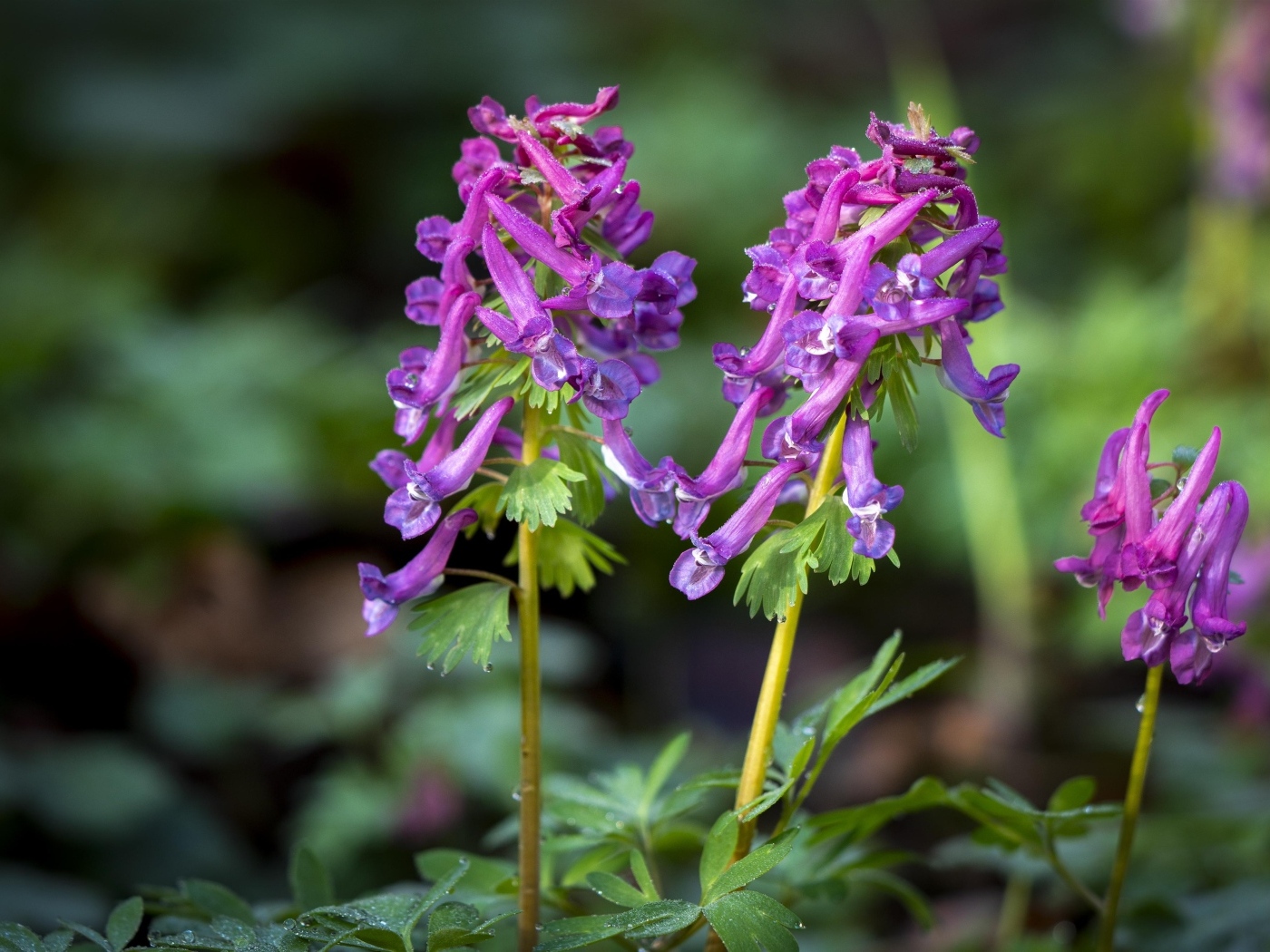 Первые весенние лесные цветы