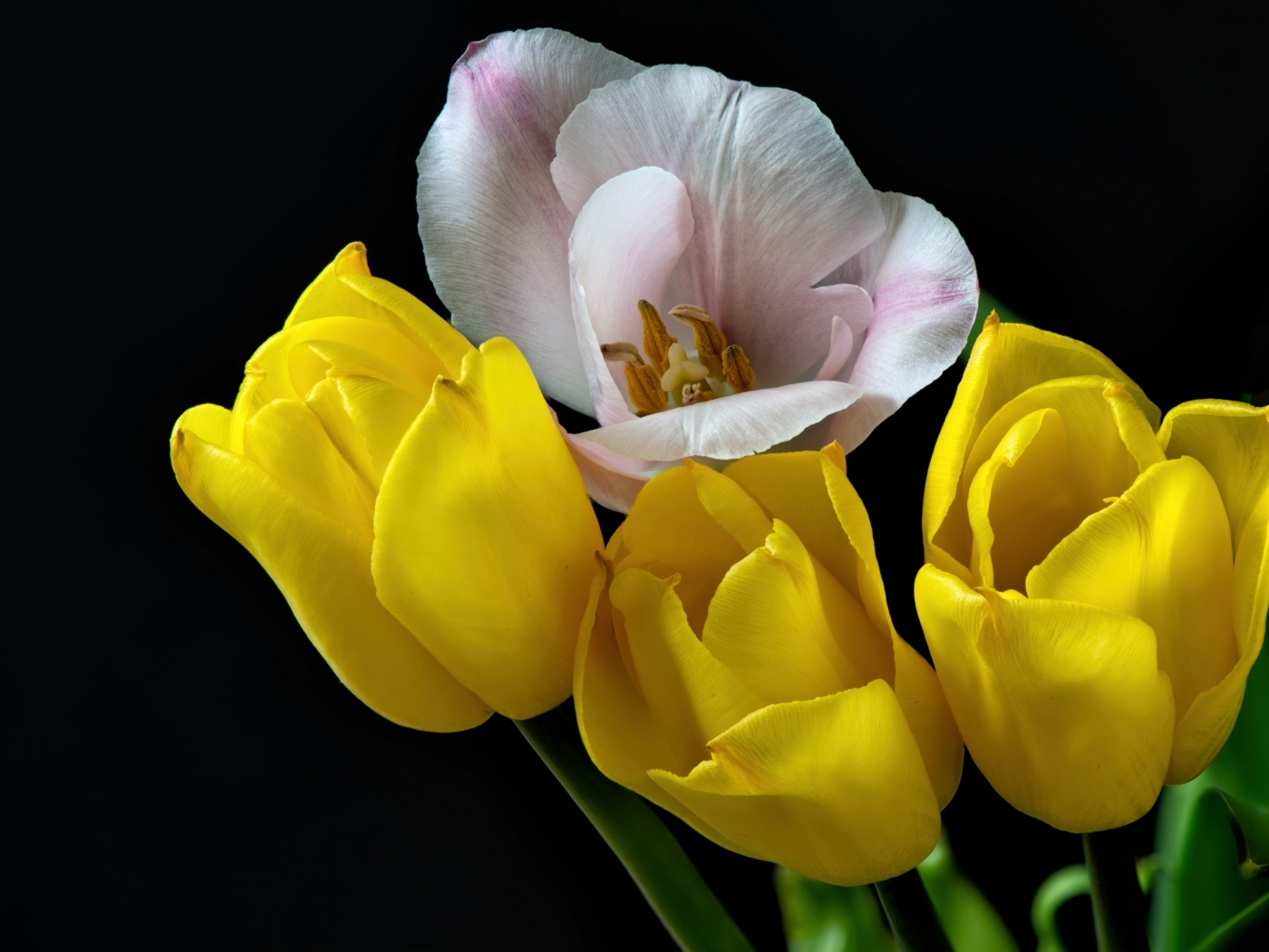 Три желтых тюльпана и один розовый на черном фоне