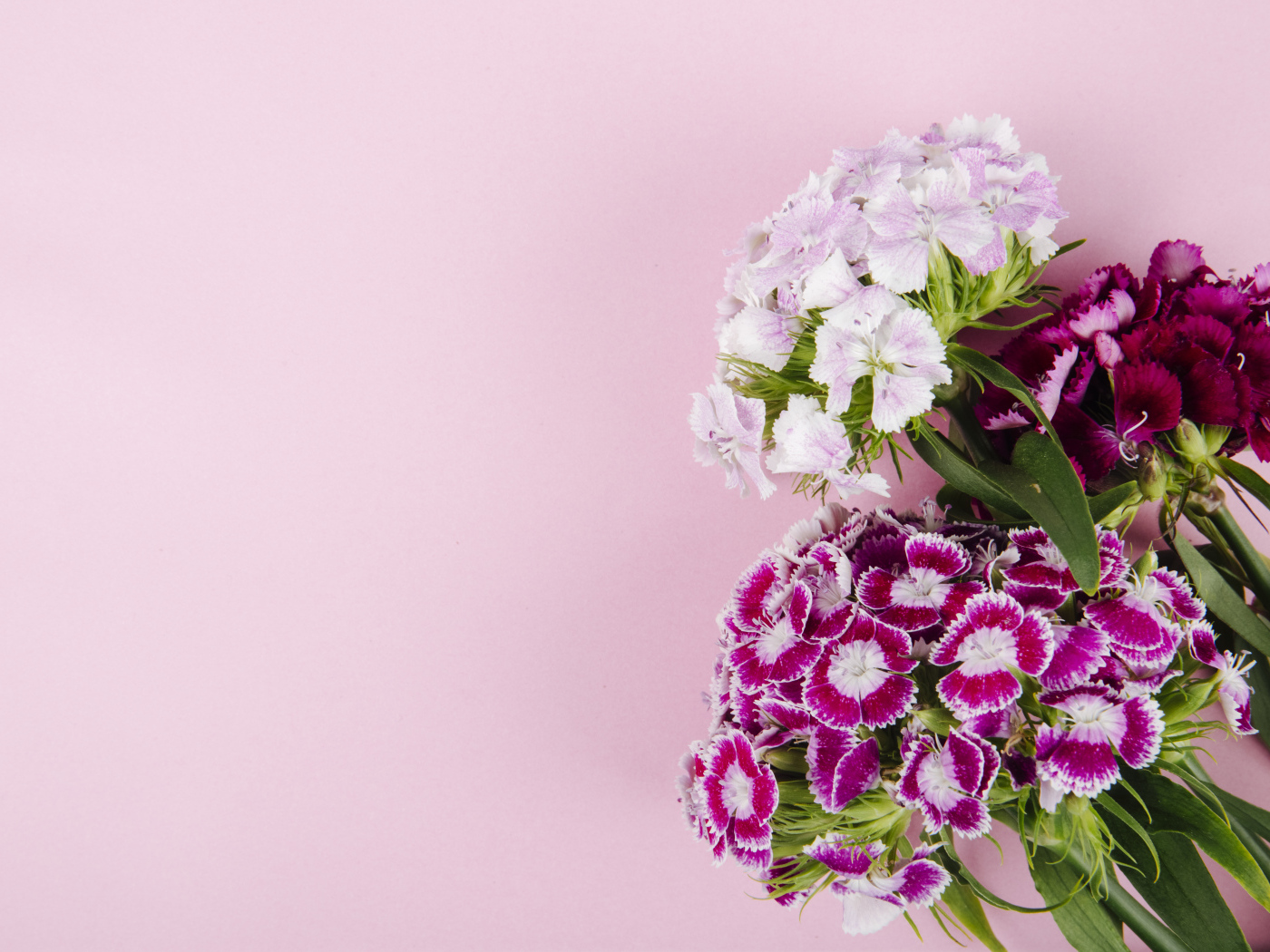 Цветы турецкой гвоздики на розовом фоне