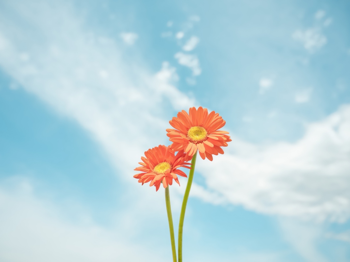 Два цветка герберы на фоне неба