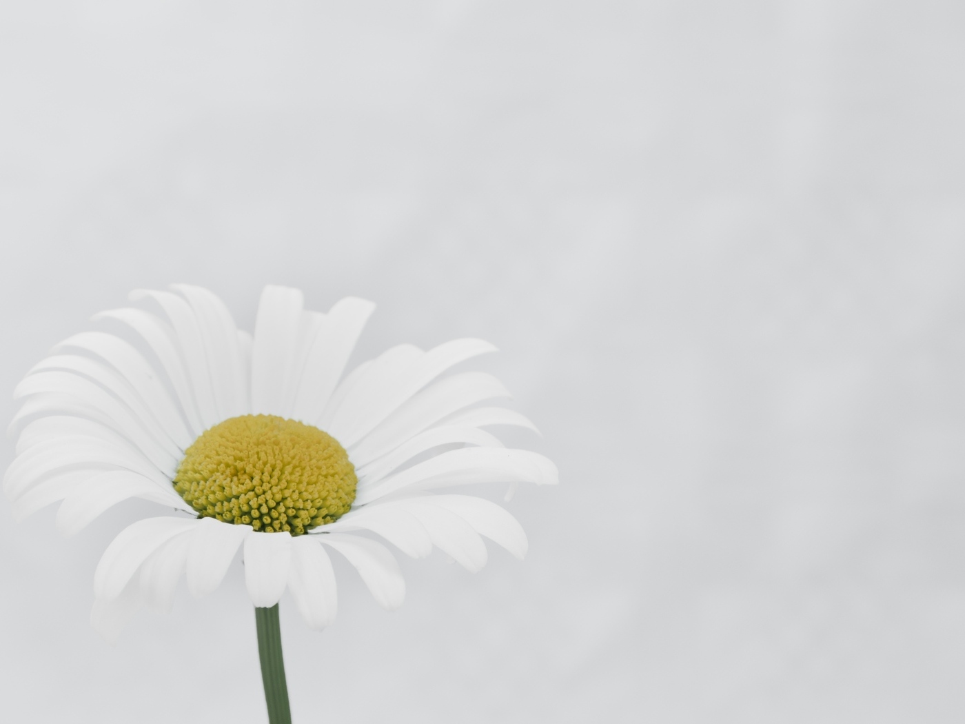 Белая ромашка с желтой серединкой на сером фоне