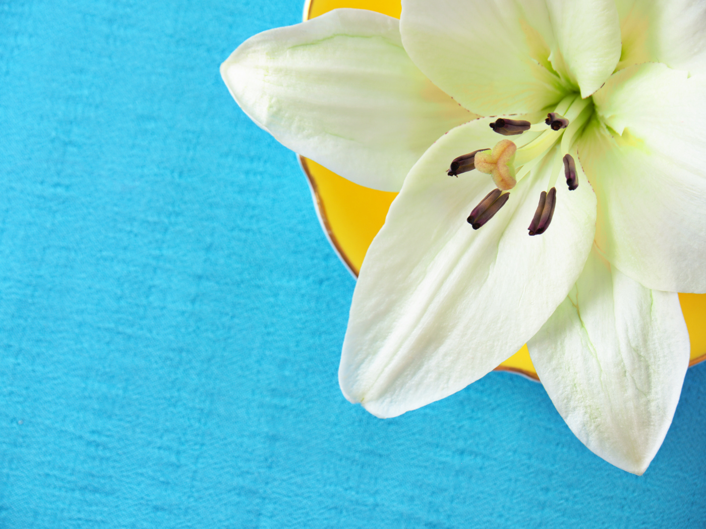 Белый цветок лилии на голубом фоне