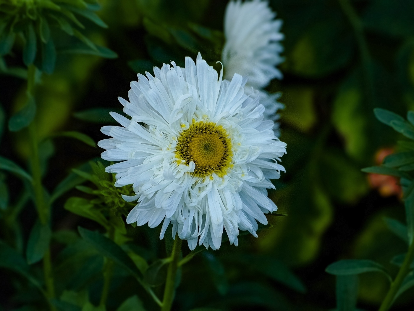 Белый летний цветок астра на клумбе
