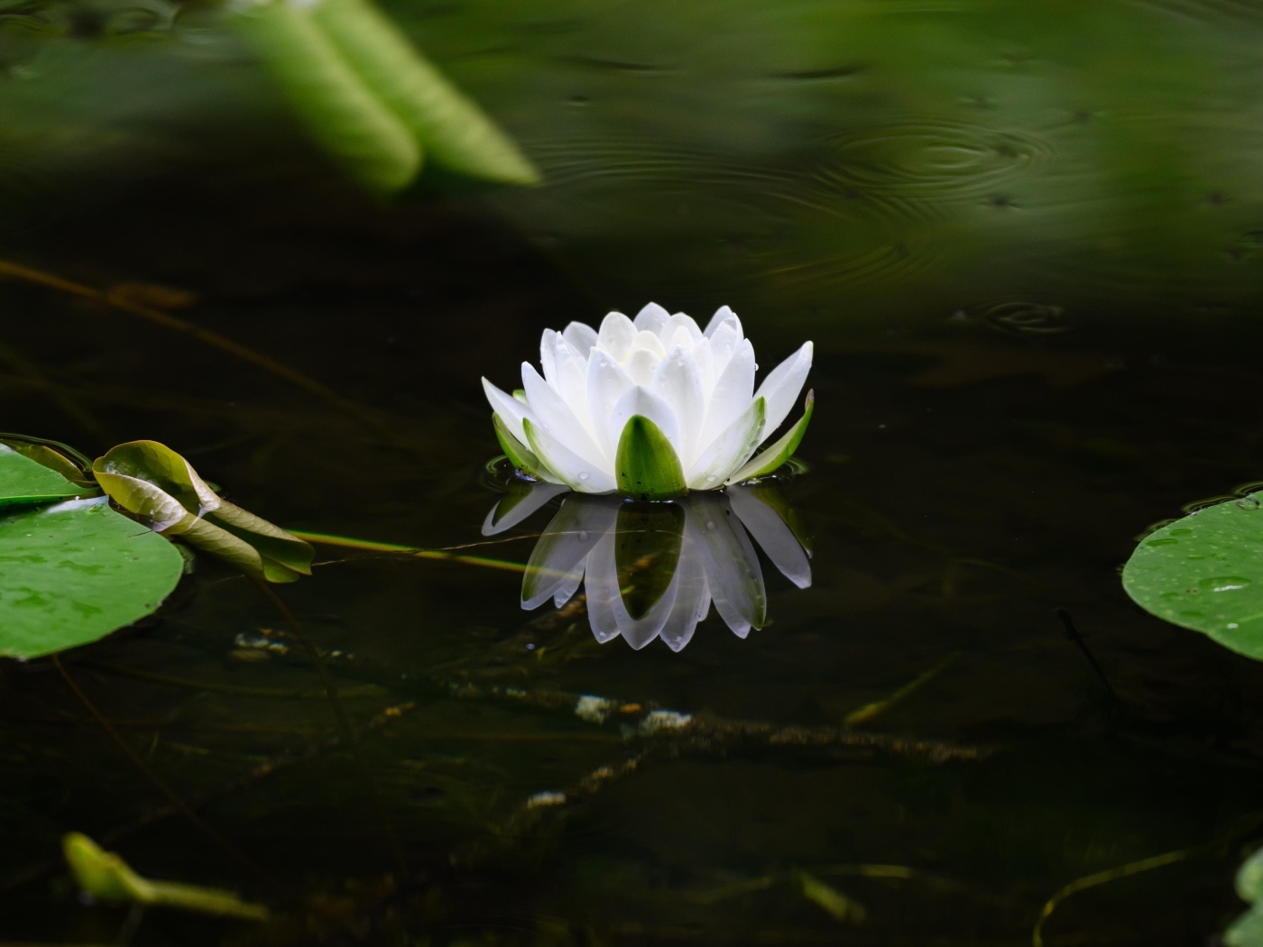 Белая водяная лилия в пруду