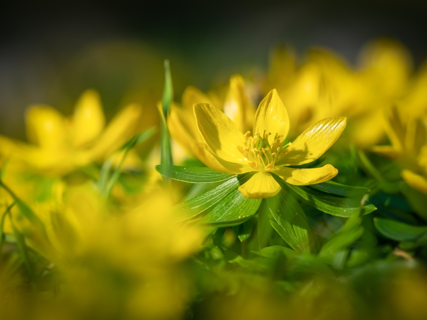 Желтые полевые лютики 