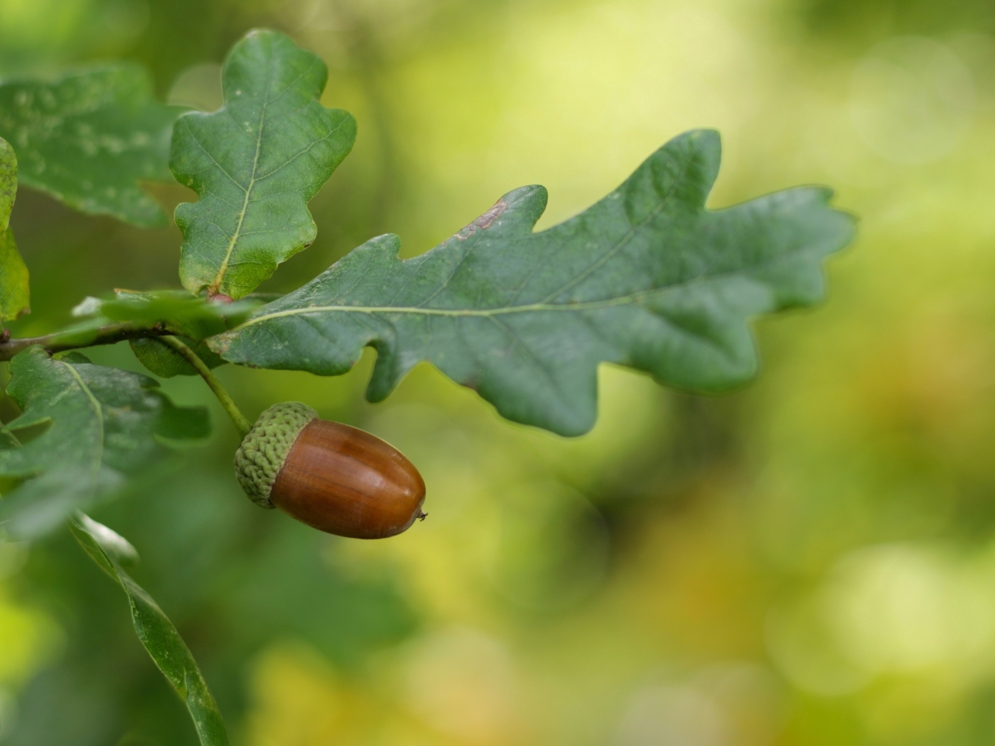 Желудь с зелеными листьями на ветке
