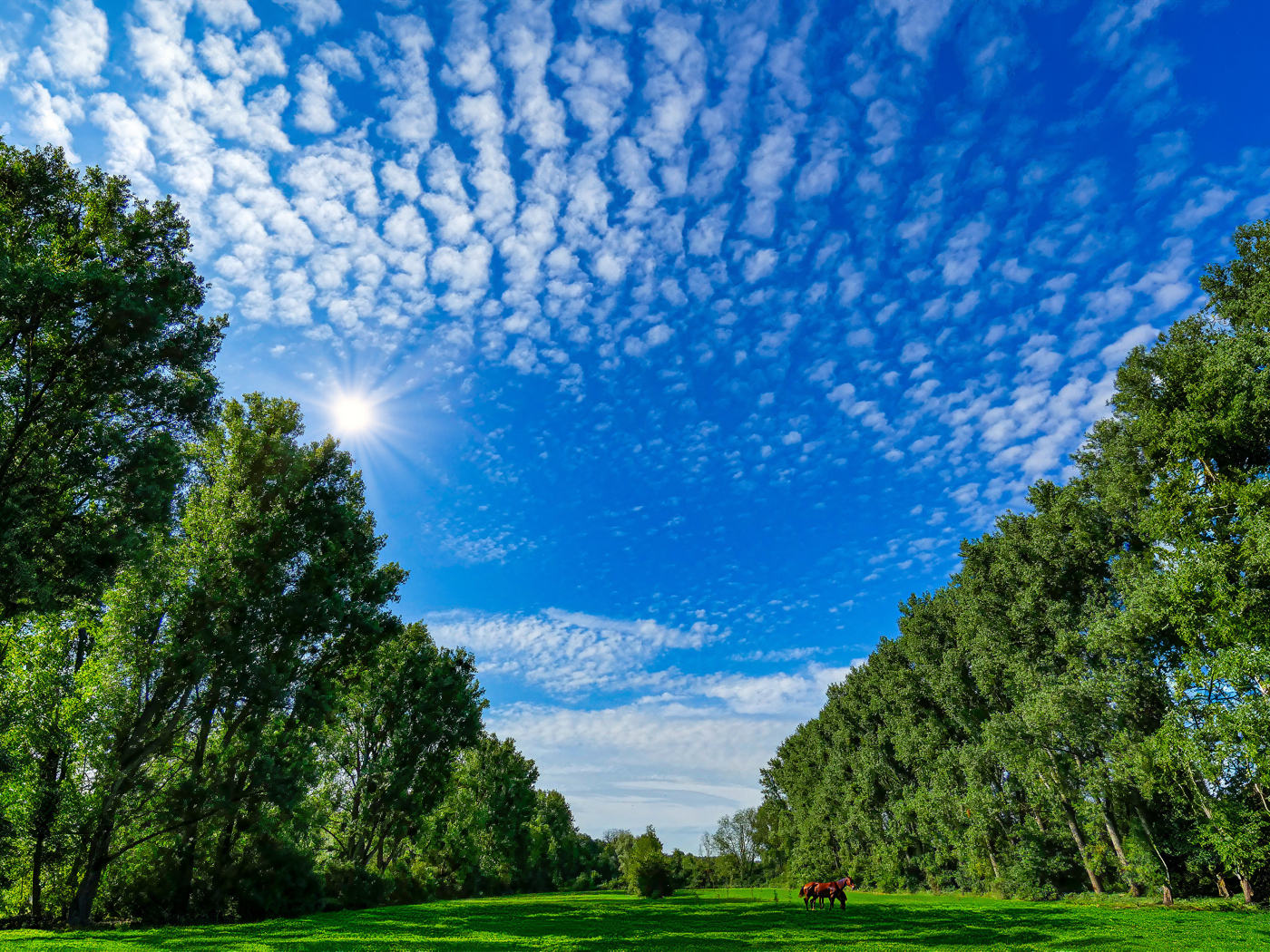 Красивое голубое небо над зеленой поляной
