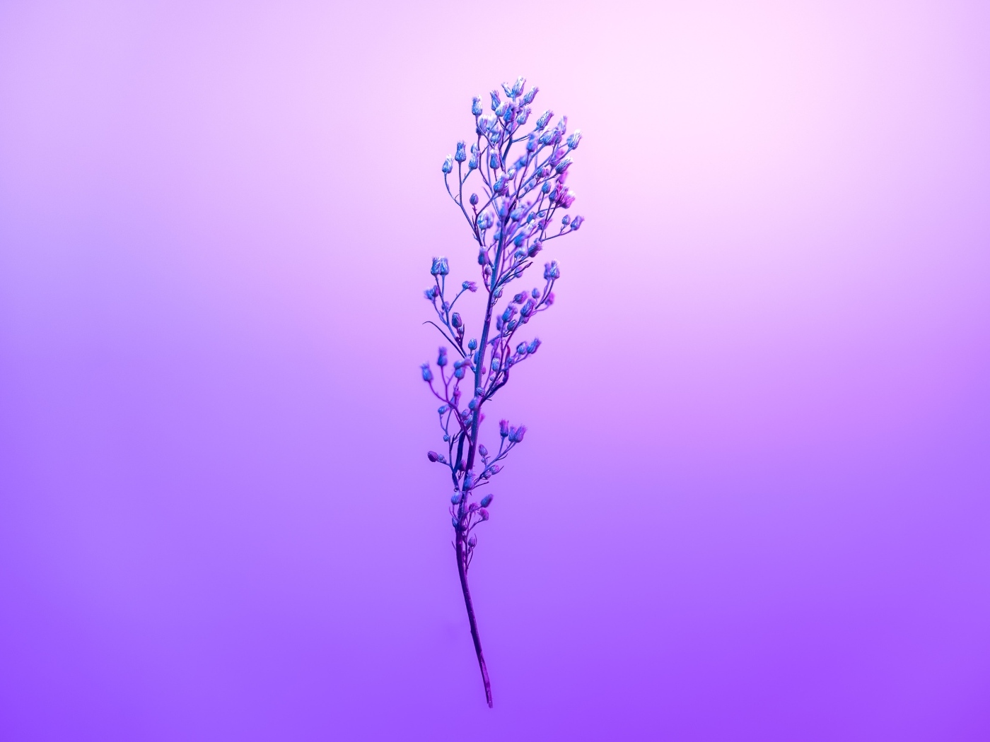 Ветка полевого растения на фиолетовом фоне