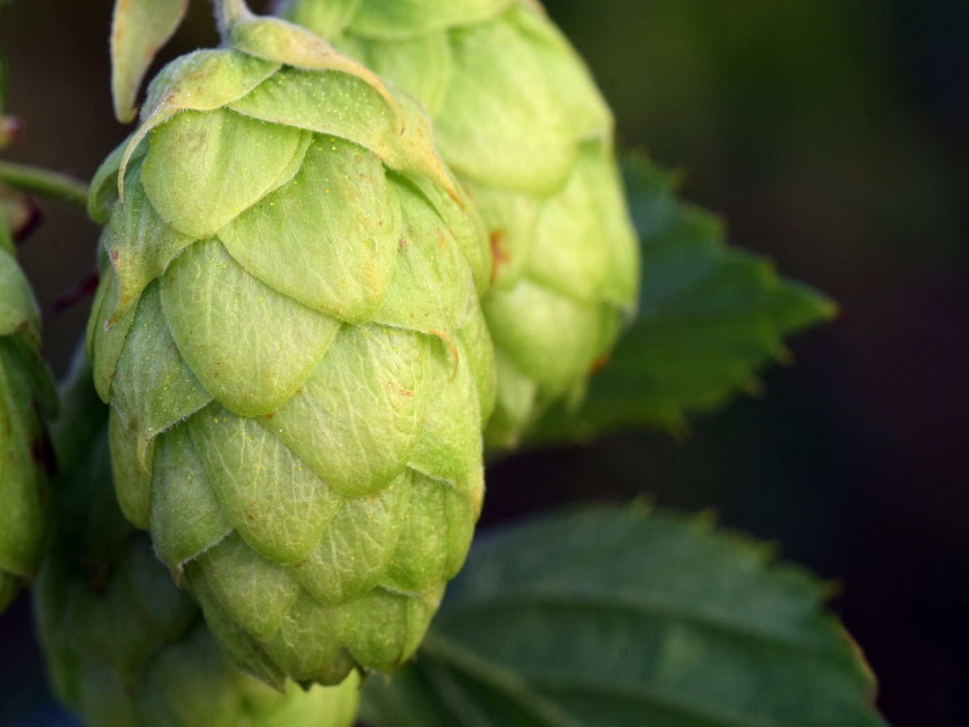 Зеленые ароматные шишки хмеля крупным планом