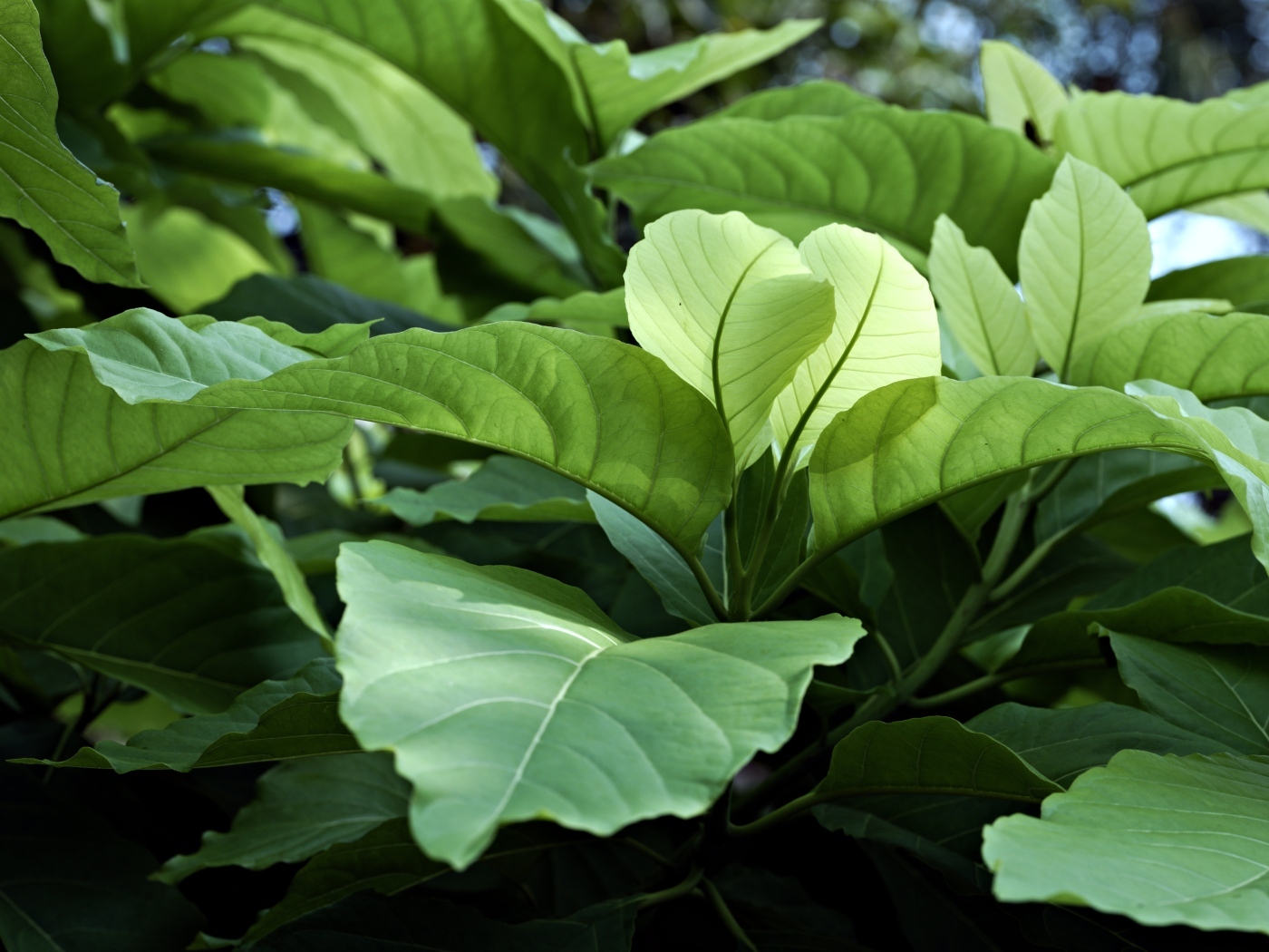 Растение с большими зелеными листьями 