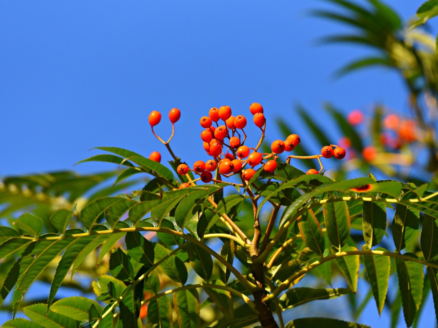 Красные ягоды рябины в зеленых листьях