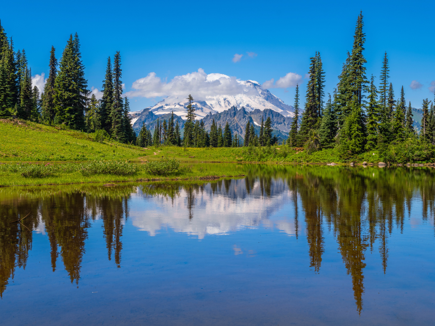 Высокие сосны на берегу озера на фоне заснеженных гор
