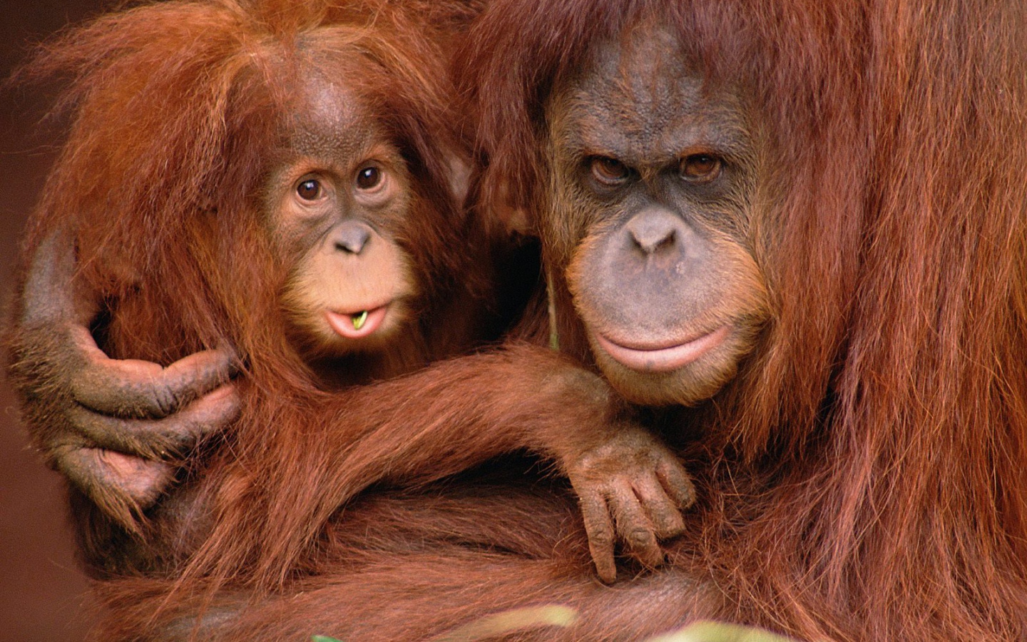 Отец и сын обезьяны