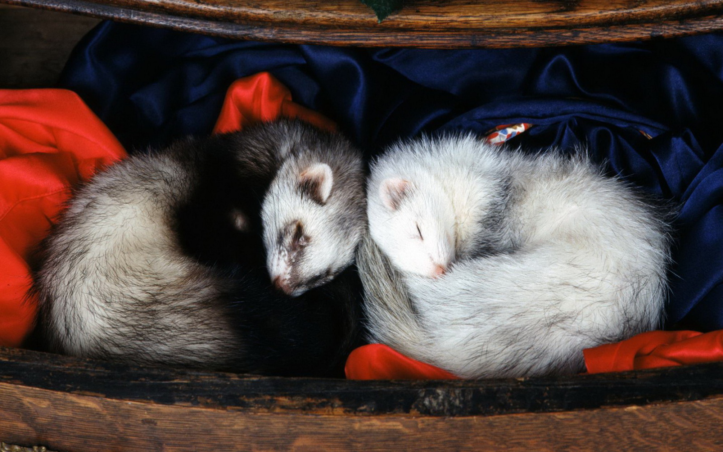 Спящие норки