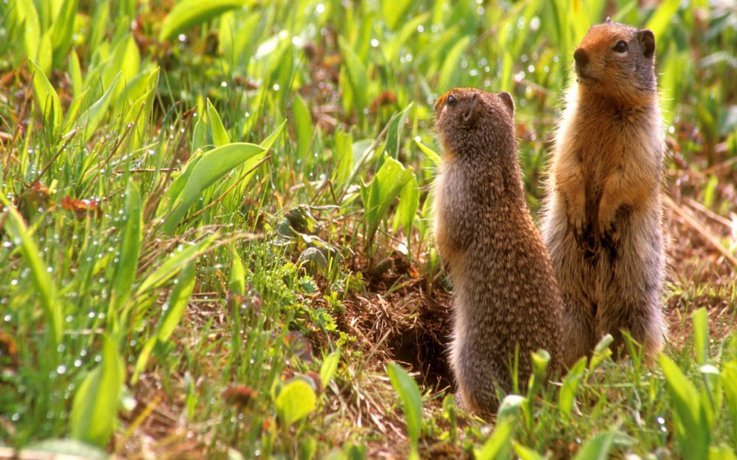 Зверьки на задних лапах