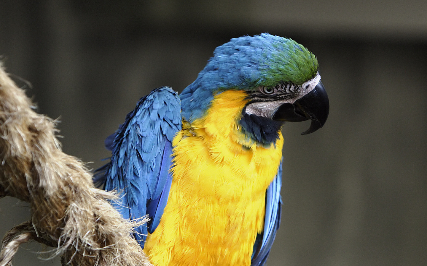 Норвежский голубой попугай