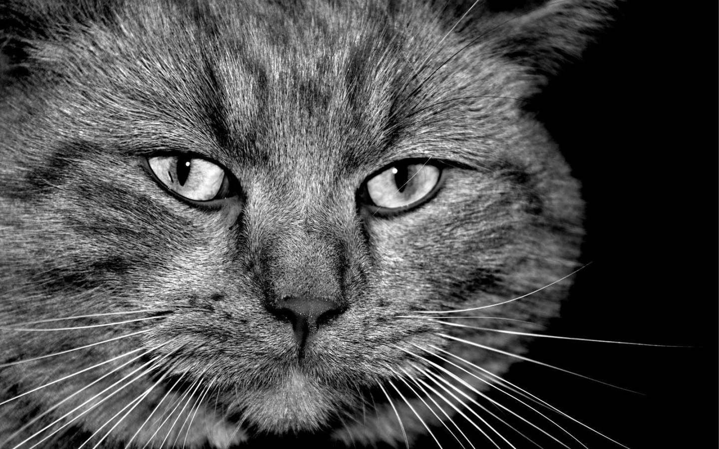 Таинственый кот