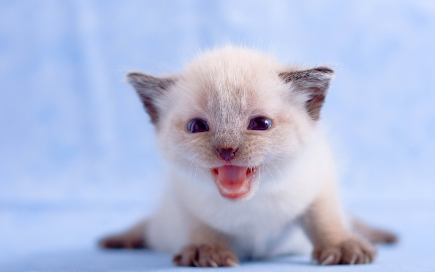 Маленький белый котенок