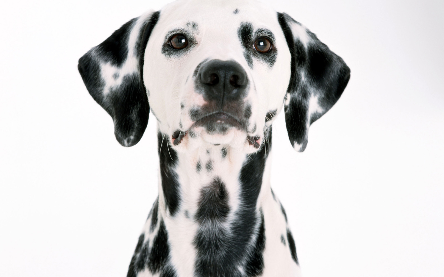 Мордочка далматинца