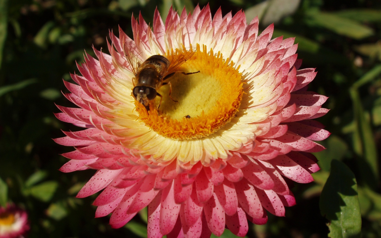 Пчелка и цветок