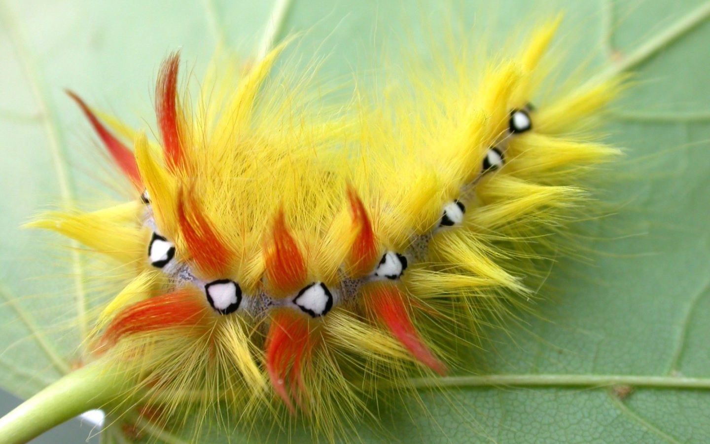 Гусеница насекомое