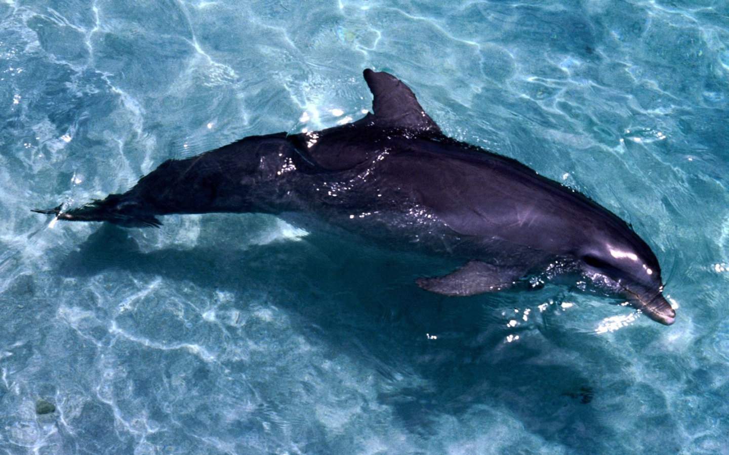 Дельфин на мели