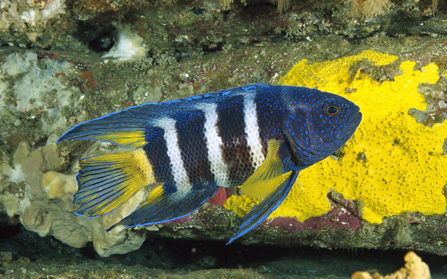 Восточный голубой дьявол