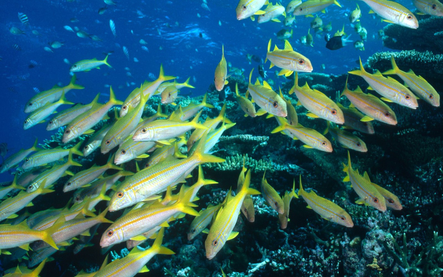 Стая желтых рыбок