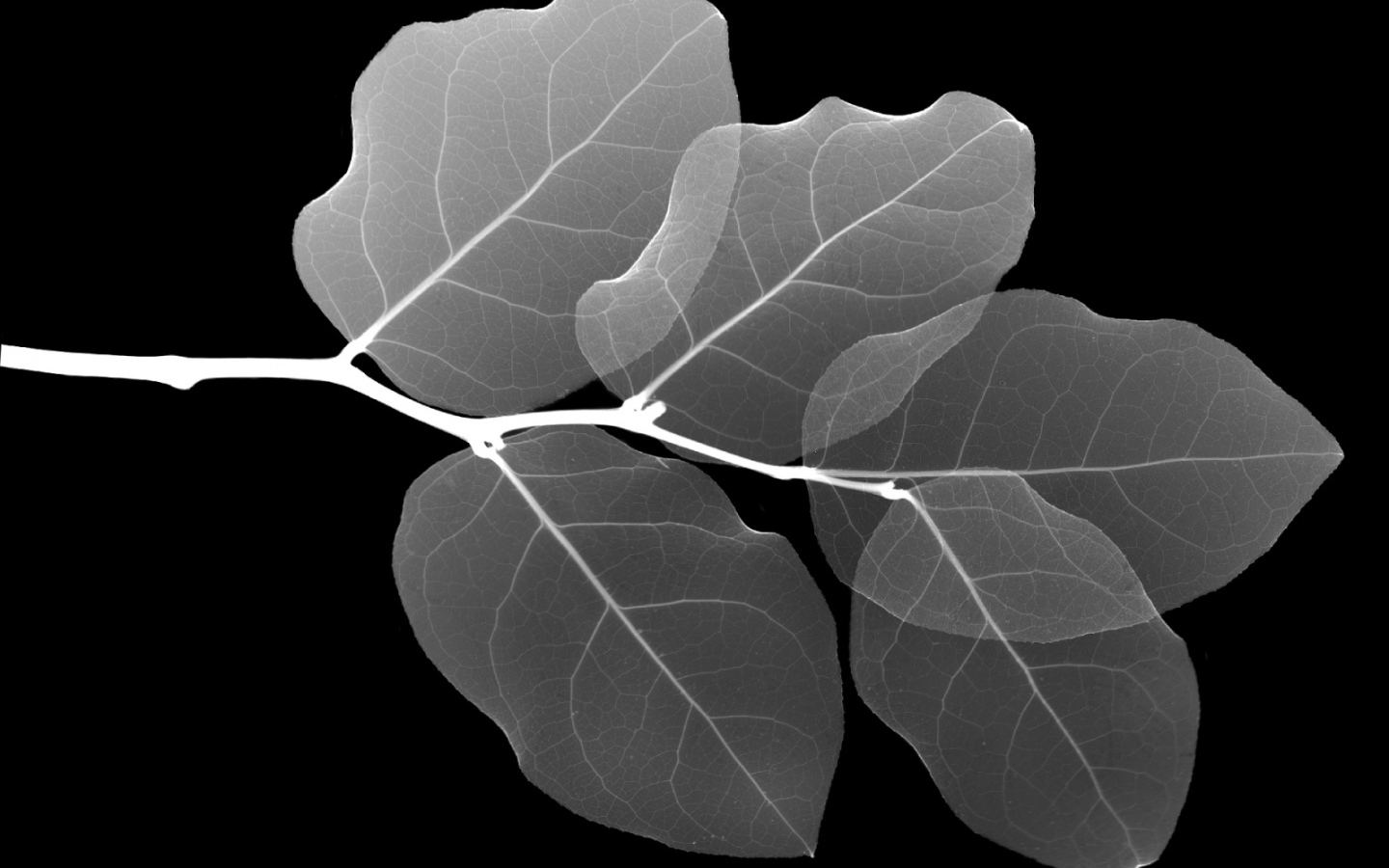 Рентген Листа