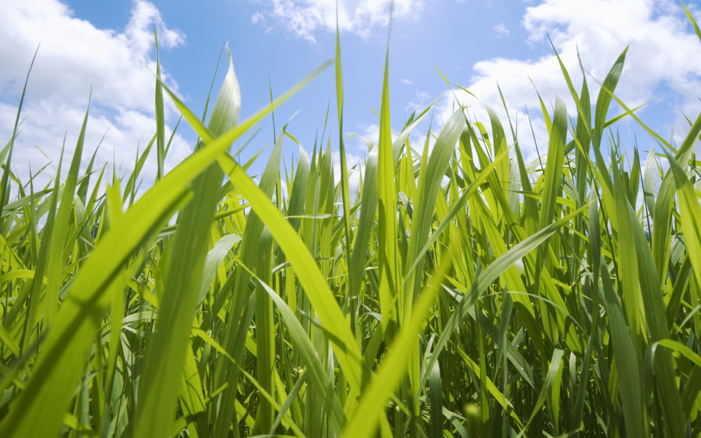 Кукурузные поля